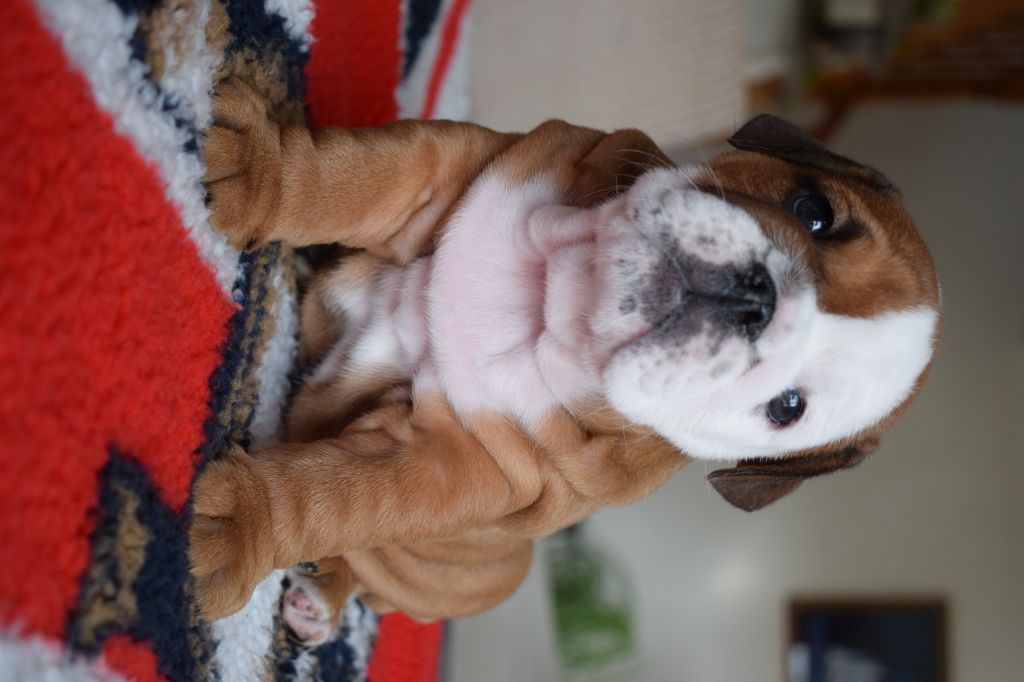 Chiot Bulldog Anglais De Stang Ar Land