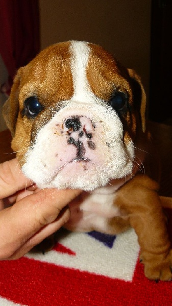 De Stang Ar Land - Bulldog Anglais - Portée née le 28/02/2015