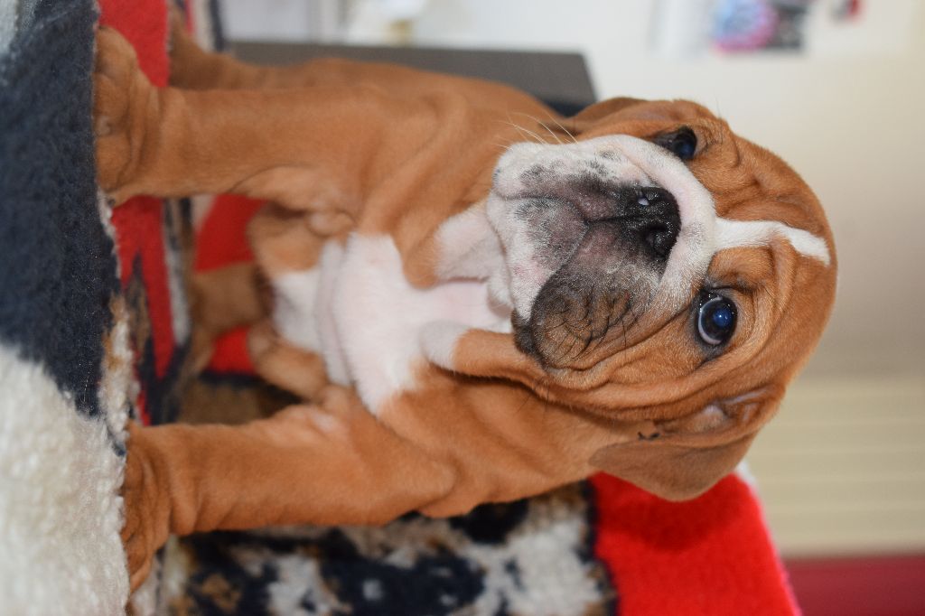 De Stang Ar Land - Bulldog Anglais - Portée née le 22/04/2017